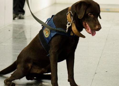 BAC recebe certificação internacional em intercâmbio com membros do RAID (Polícia Francesa)