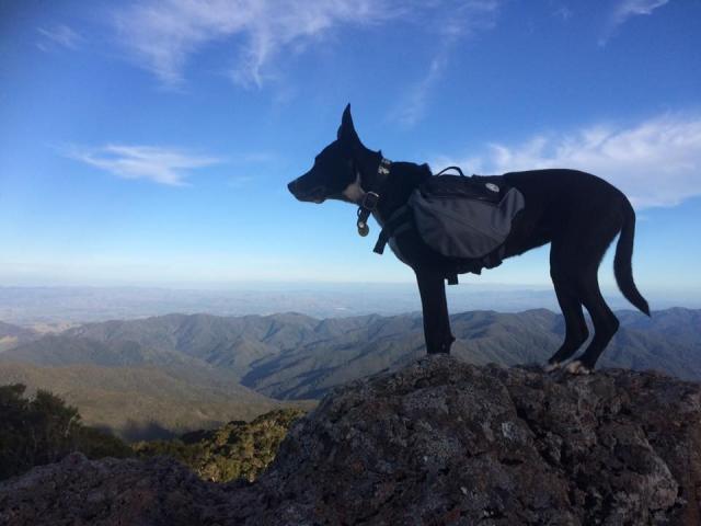 Mulher se machuca ao cair de penhasco e sua cachorra desce para ajudar